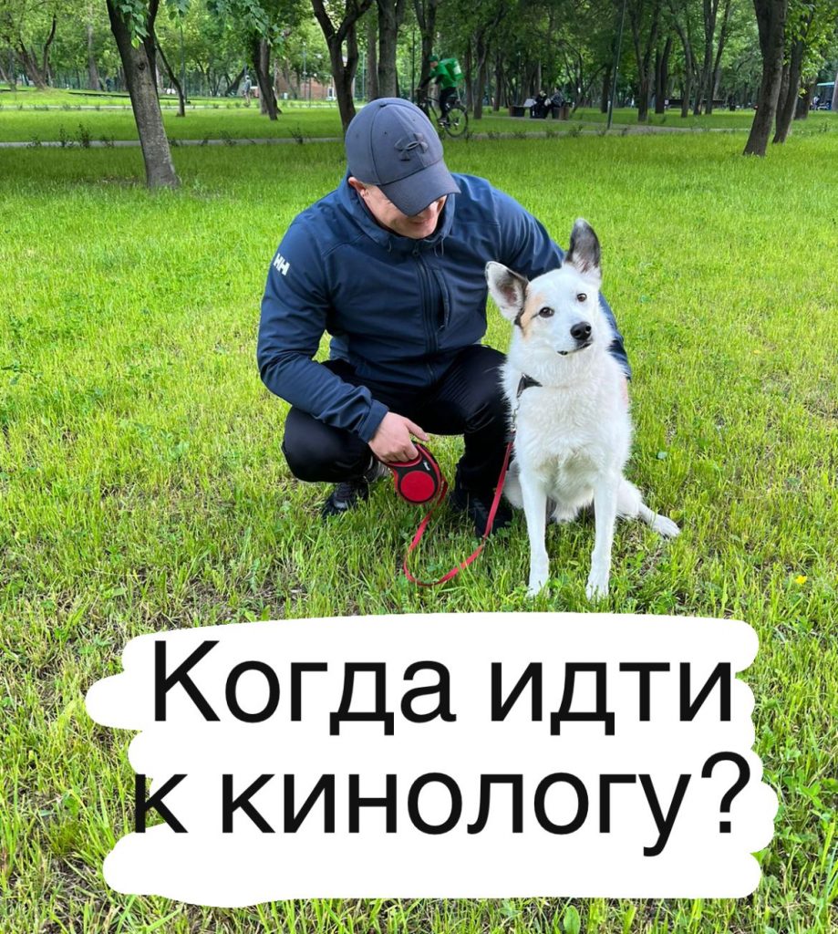 школы дрессировки собак в москве